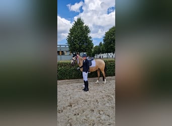Deutsches Reitpony, Wallach, 5 Jahre, 145 cm, Falbe
