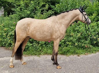 Deutsches Reitpony, Wallach, 5 Jahre, 145 cm, Falbe
