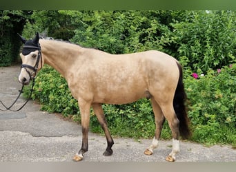 Deutsches Reitpony, Wallach, 5 Jahre, 145 cm, Falbe