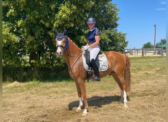 Deutsches Reitpony, Wallach, 5 Jahre, 145 cm, Fuchs