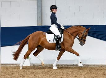 Deutsches Reitpony, Wallach, 5 Jahre, 145 cm, Fuchs