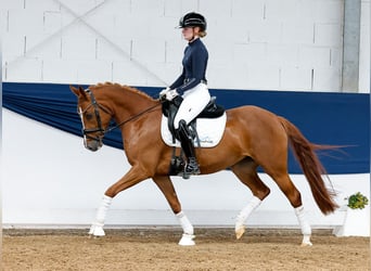Deutsches Reitpony, Wallach, 5 Jahre, 145 cm, Fuchs