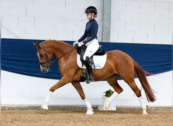 Deutsches Reitpony, Wallach, 5 Jahre, 145 cm, Fuchs