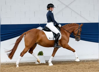 Deutsches Reitpony, Wallach, 5 Jahre, 145 cm, Fuchs