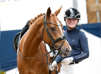 Deutsches Reitpony, Wallach, 5 Jahre, 145 cm, Fuchs