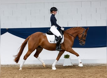 Deutsches Reitpony, Wallach, 5 Jahre, 145 cm, Fuchs