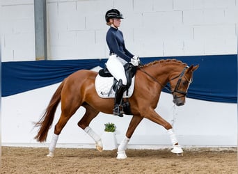 Deutsches Reitpony, Wallach, 5 Jahre, 145 cm, Fuchs