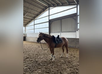 Deutsches Reitpony Mix, Wallach, 5 Jahre, 145 cm, Fuchs