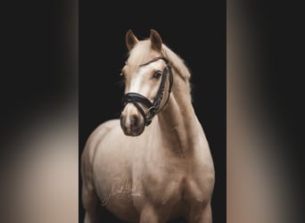 Deutsches Reitpony, Wallach, 5 Jahre, 145 cm, Palomino