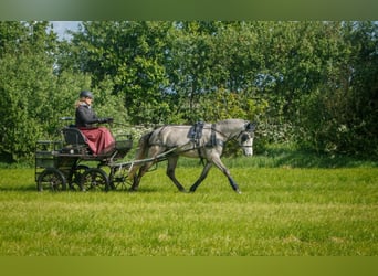 Deutsches Reitpony, Wallach, 5 Jahre, 145 cm, Schimmel