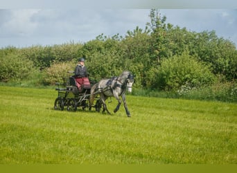 Deutsches Reitpony, Wallach, 5 Jahre, 145 cm, Schimmel