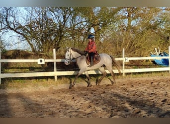 Deutsches Reitpony, Wallach, 5 Jahre, 145 cm, Schimmel