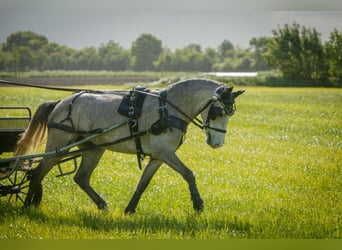 Deutsches Reitpony, Wallach, 5 Jahre, 145 cm, Schimmel