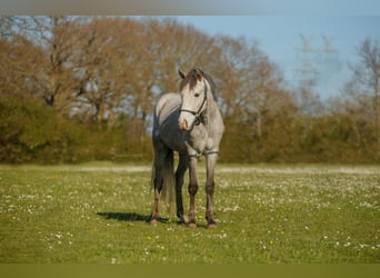 Deutsches Reitpony, Wallach, 5 Jahre, 145 cm, Schimmel