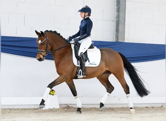 Deutsches Reitpony, Wallach, 5 Jahre, 146 cm, Brauner