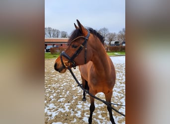 Deutsches Reitpony, Wallach, 5 Jahre, 146 cm, Brauner