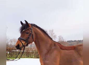 Deutsches Reitpony, Wallach, 5 Jahre, 146 cm, Brauner