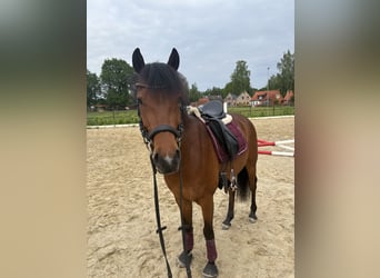 Deutsches Reitpony, Wallach, 5 Jahre, 146 cm, Brauner