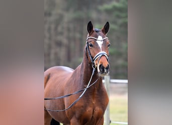 Deutsches Reitpony, Wallach, 5 Jahre, 146 cm, Brauner