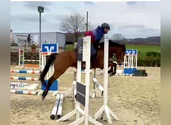 Deutsches Reitpony, Wallach, 5 Jahre, 146 cm, Brauner