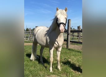 Deutsches Reitpony Mix, Wallach, 5 Jahre, 146 cm, Cremello