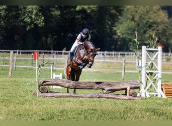 Deutsches Reitpony, Wallach, 5 Jahre, 146 cm, Dunkelbrauner