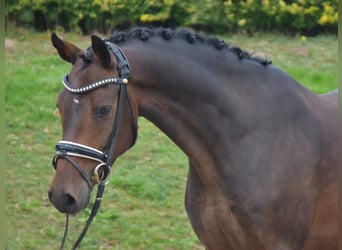 Deutsches Reitpony, Wallach, 5 Jahre, 146 cm, Dunkelbrauner