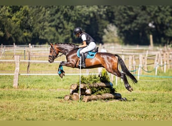 Deutsches Reitpony, Wallach, 5 Jahre, 146 cm, Dunkelbrauner