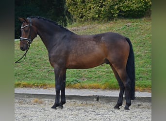 Deutsches Reitpony, Wallach, 5 Jahre, 146 cm, Dunkelbrauner