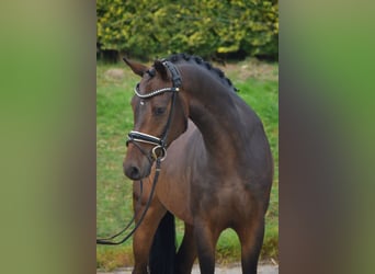 Deutsches Reitpony, Wallach, 5 Jahre, 146 cm, Dunkelbrauner