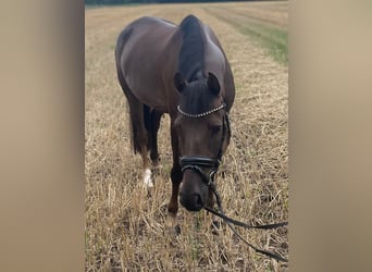 Deutsches Reitpony, Wallach, 5 Jahre, 146 cm, Dunkelfuchs