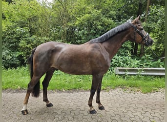 Deutsches Reitpony, Wallach, 5 Jahre, 146 cm, Dunkelfuchs