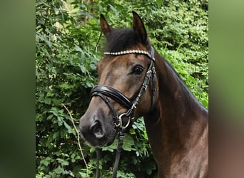 Deutsches Reitpony, Wallach, 5 Jahre, 146 cm, Dunkelfuchs