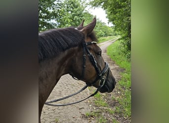 Deutsches Reitpony, Wallach, 5 Jahre, 146 cm, Dunkelfuchs