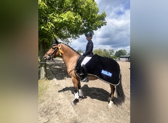 Deutsches Reitpony, Wallach, 5 Jahre, 146 cm, Falbe