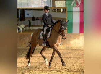 Deutsches Reitpony, Wallach, 5 Jahre, 146 cm, Falbe