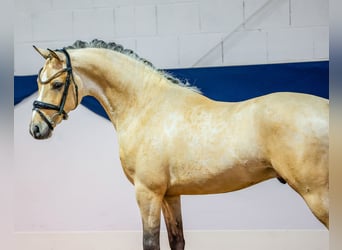 Deutsches Reitpony, Wallach, 5 Jahre, 146 cm, Falbe