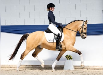 Deutsches Reitpony, Wallach, 5 Jahre, 146 cm, Falbe