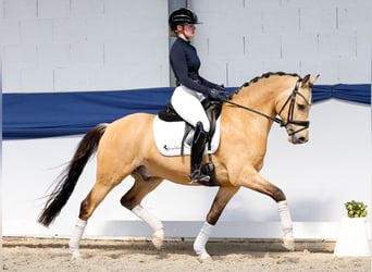 Deutsches Reitpony, Wallach, 5 Jahre, 146 cm, Falbe