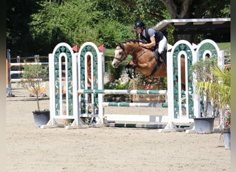 Deutsches Reitpony, Wallach, 5 Jahre, 146 cm, Falbe