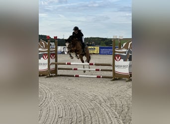 Deutsches Reitpony, Wallach, 5 Jahre, 146 cm, Falbe