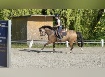 Deutsches Reitpony, Wallach, 5 Jahre, 146 cm, Falbe