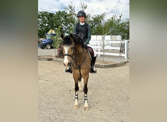 Deutsches Reitpony, Wallach, 5 Jahre, 146 cm, Falbe