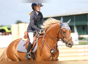 Deutsches Reitpony, Wallach, 5 Jahre, 146 cm, Fuchs