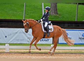 Deutsches Reitpony, Wallach, 5 Jahre, 146 cm, Fuchs