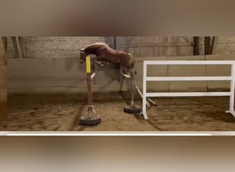 Deutsches Reitpony, Wallach, 5 Jahre, 146 cm, Fuchs