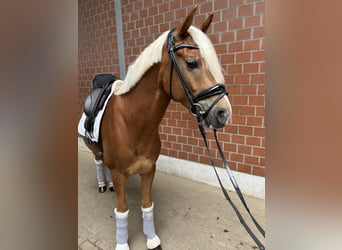 Deutsches Reitpony, Wallach, 5 Jahre, 146 cm, Fuchs