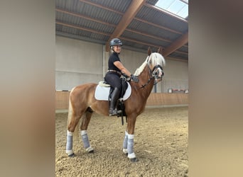 Deutsches Reitpony, Wallach, 5 Jahre, 146 cm, Fuchs