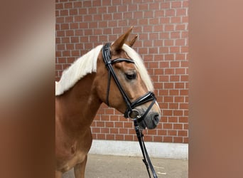 Deutsches Reitpony, Wallach, 5 Jahre, 146 cm, Fuchs