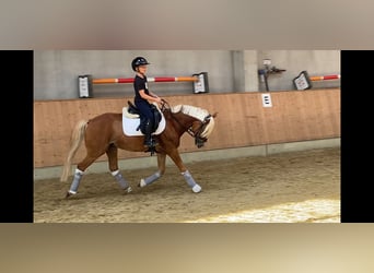 Deutsches Reitpony, Wallach, 5 Jahre, 146 cm, Fuchs